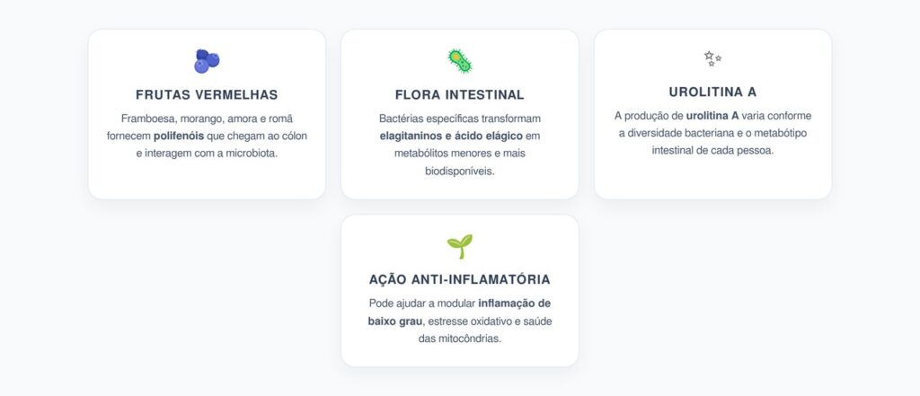 Polifenóis das Frutas Vermelhas: Como a Microbiota Produz Urolitina A