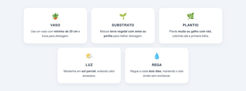 Como cultivar a hortelã em casa?
