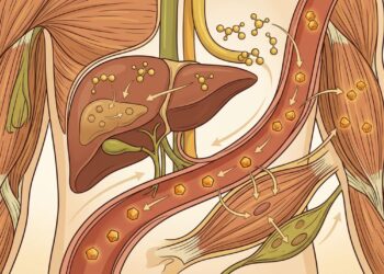 Como a berberina atua no metabolismo e pode reduzir os picos de açúcar no sangue a longo prazo