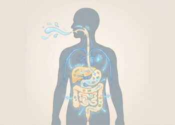 Quantos litros de água beber por dia para tratar o fígado e garantir a absorção de nutrientes