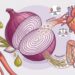O que a cebola crua faz ao sistema cardiovascular e à microbiota intestinal