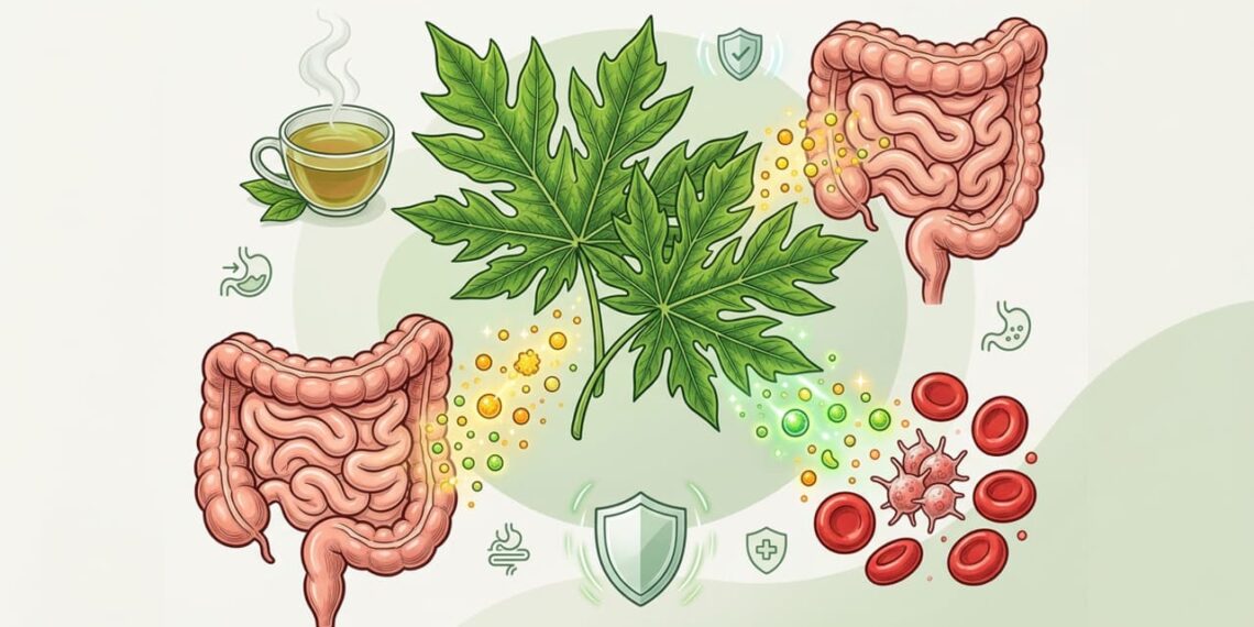 Benefícios das folhas de mamão para a saúde do corpo