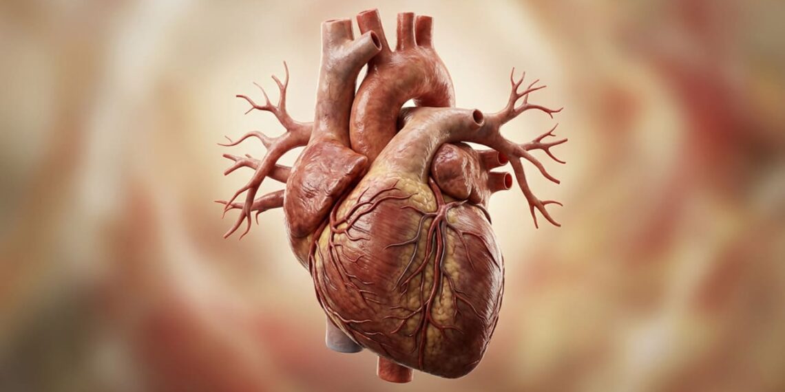 Bebidas antes de dormir: qual é a planta que auxilia a saúde do coração e ajuda a prevenir a hipertensão noturna