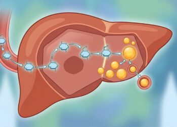 Quanto tempo leva para o açúcar consumido em excesso ser convertido em gordura corporal?