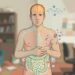Como o estresse crônico afeta o intestino, a imunidade e o sono?