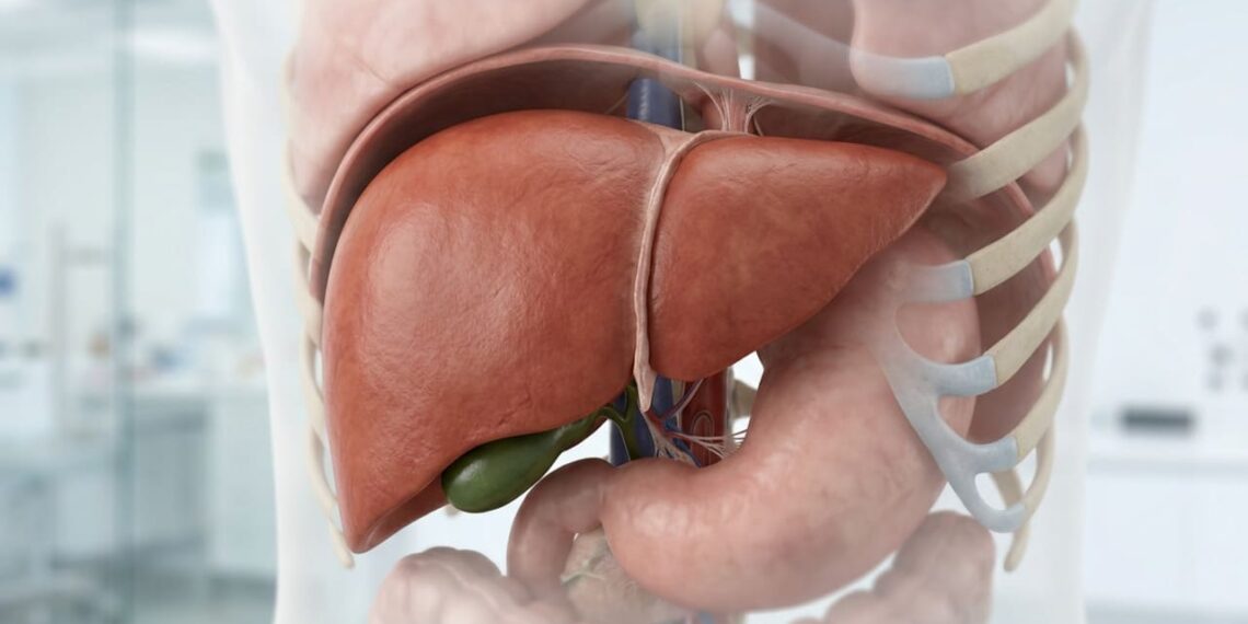 Fórmula para auxiliar na desintoxicação do fígado utilizando folhas de perilla