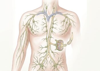 A saúde linfática está ganhando relevância na imunidade e na eliminação de toxinas pelo organismo