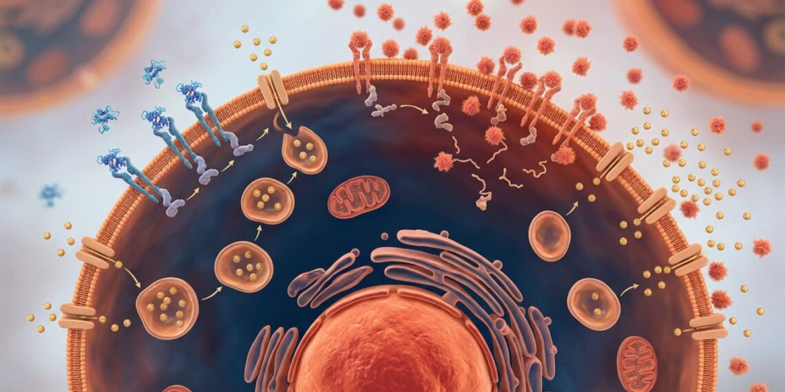 A resistência à insulina não se deve apenas ao excesso de açúcar, mas sim à inflamação crônica, que bloqueia os receptores celulares e impede a entrada de glicose