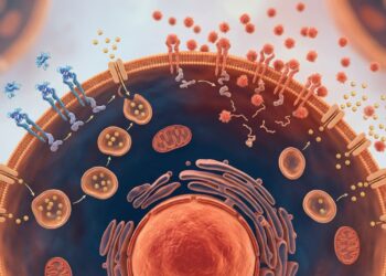 A resistência à insulina não se deve apenas ao excesso de açúcar, mas sim à inflamação crônica, que bloqueia os receptores celulares e impede a entrada de glicose