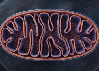 A saúde mitocondrial está ganhando relevância na disposição física e na prevenção do envelhecimento precoce