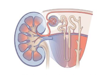 O que acontece aos rins quando se consome pouca água diariamente?