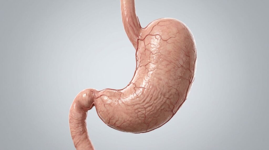 Como reduzir o inchaço abdominal e aliviar a sensação de peso depois das refeições?