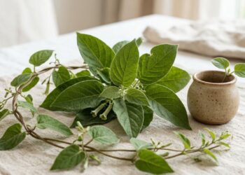 Como desintoxicar o fígado com folhas pilosas