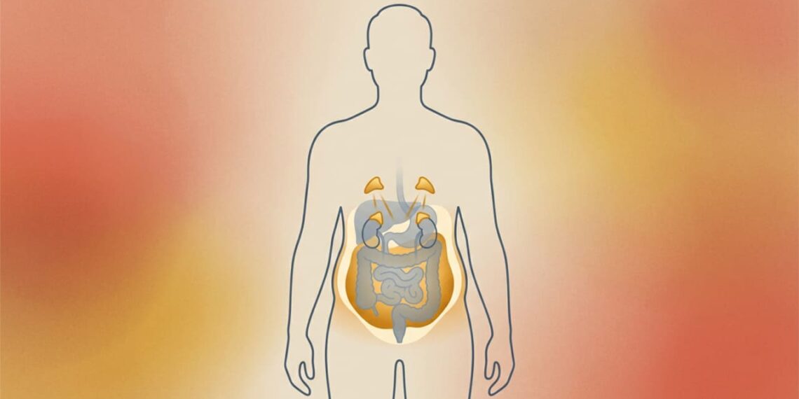 O estresse crônico desempenha um papel decisivo no acúmulo de gordura abdominal e na resistência à insulina
