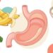 Alimentos que ajudam no esvaziamento gástrico e protegem o estômago