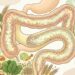 Alimentos que participam do equilíbrio da microbiota intestinal