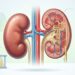 Com que frequência você deve fazer exame de função renal mesmo se sentindo bem?