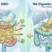Como é o inchaço severo causado pelo supercrescimento bacteriano no intestino (SIBO) e como diferenciá-lo da má digestão comum