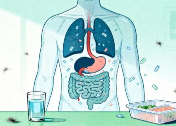 Microplásticos no corpo humano: estudo alerta sobre os órgãos mais afetados e como reduzir a exposição