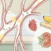 Pressão alta: como o consumo de banana interfere o controle da hipertensão
