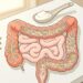 Após 1 semana sem ultraprocessados, o corpo começa a apresentar mudanças na microbiota intestinal