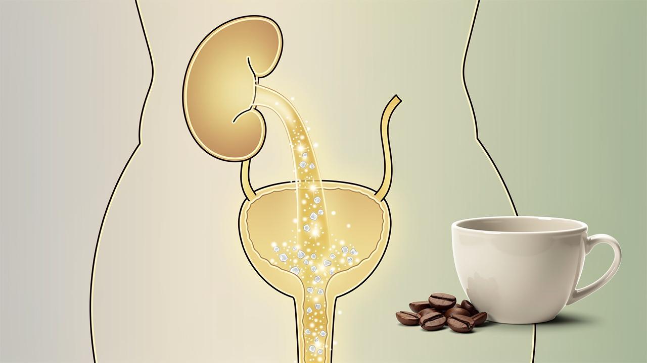A cafeína pode aumentar a excreção urinária de cálcio pelos rins.