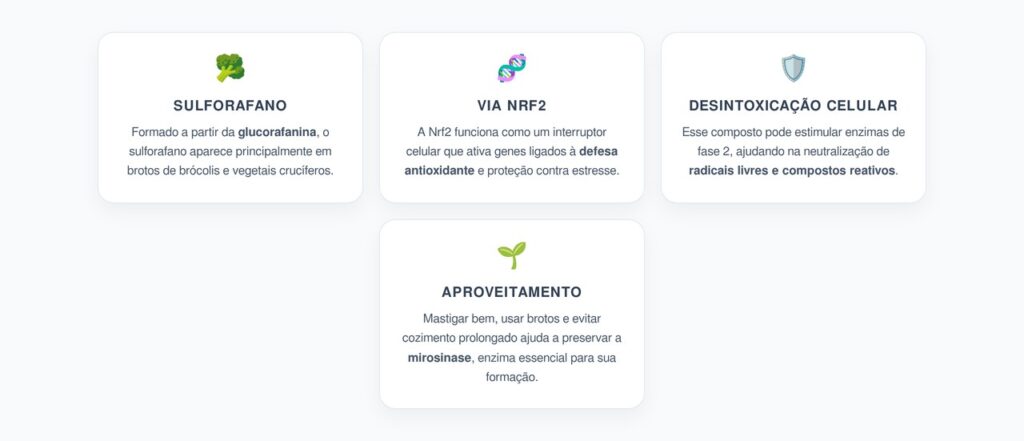 Sulforafano no Brócolis: Ativação da Nrf2 Para Defesa Celular