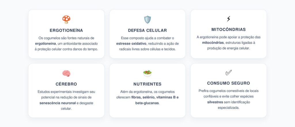 Ergotioneína nos Cogumelos: O Antioxidante Ligado ao Envelhecimento Celular