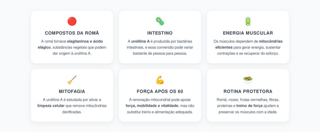 Romã e Urolitina A: A Descoberta Ligada à Força Muscular Depois dos 60