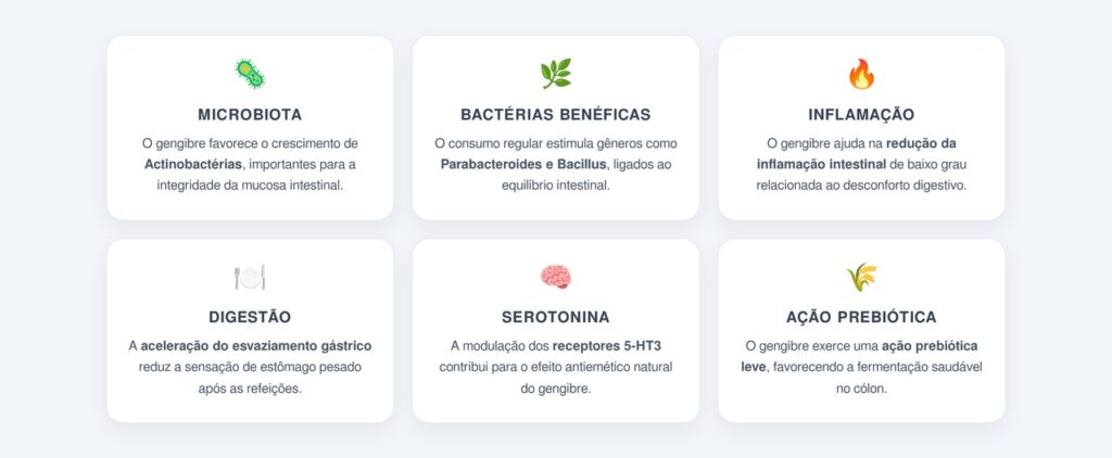 Como o gengibre fortalece a microbiota intestinal?