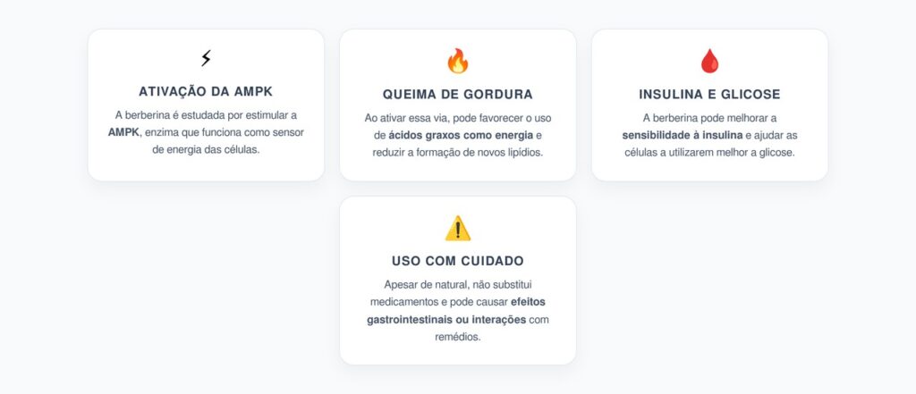 Berberina e AMPK: Como Pode Ajudar no Controle da Gordura Visceral