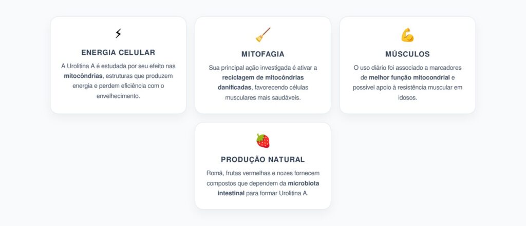 Urolitina A e Mitocôndrias: Como Ela Apoia a Energia e a Longevidade Muscular