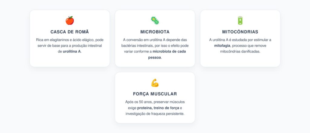 Casca de Romã e Urolitina A: Mitocôndrias Mais Saudáveis Após os 50