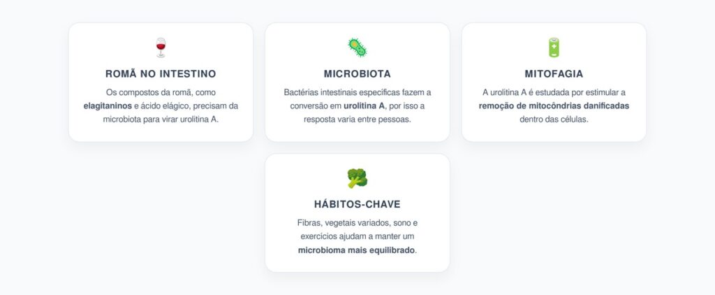 Extrato de Romã e Urolitina A: Como o Intestino Ajuda a Limpar Mitocôndrias Envelhecidas