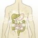 Gases intestinais frequentes não são apenas um incômodo passageiro: são um sinal fisiológico claro de que seu sistema digestivo pode estar bastante perturbado