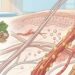 O marcador de "glicação avançada" na pele: como o excesso de carboidratos acelera o envelhecimento dos órgãos internos antes mesmo das rugas aparecerem
