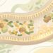 O que acontece com o corpo quando você consome amido resistente frio e como isso afeta a produção de butirato no intestino