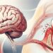 Especialistas explicam como a inflamação crônica das gengivas pode acelerar o declínio cognitivo e aumentar o risco de Alzheimer