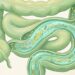 A melhor semente para limpar o intestino e regular o trânsito intestinal