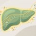 "Protetor silencioso": 3 alimentos ideais para regenerar o fígado e eliminar toxinas acumuladas naturalmente
