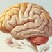 O ingrediente natural, como o açafrão (Crocus sativus), que especialistas associam à melhora do humor e à modulação da serotonina