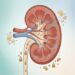 Alterações na urina podem ser um sinal precoce de doença renal crônica e diabetes não diagnosticado
