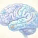 Suplementação cerebral e seu papel na memória e no foco
