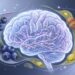 Mirtilo, nozes e azeite extravirgem formam um poderoso trio neuroprotetor