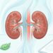 Doença renal crônica, a ameaça invisível que pode ser detectada a tempo