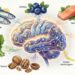 O que comer para preservar a saúde cognitiva ao longo da vida: nutrientes essenciais e onde encontrá-los