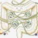 De quanta fibra o corpo precisa diariamente, considerando a saúde intestinal e o risco cardiovascular?