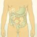O inchaço abdominal constante não se deve apenas à retenção de líquidos, mas sim à fermentação bacteriana causada por disbiose intestinal